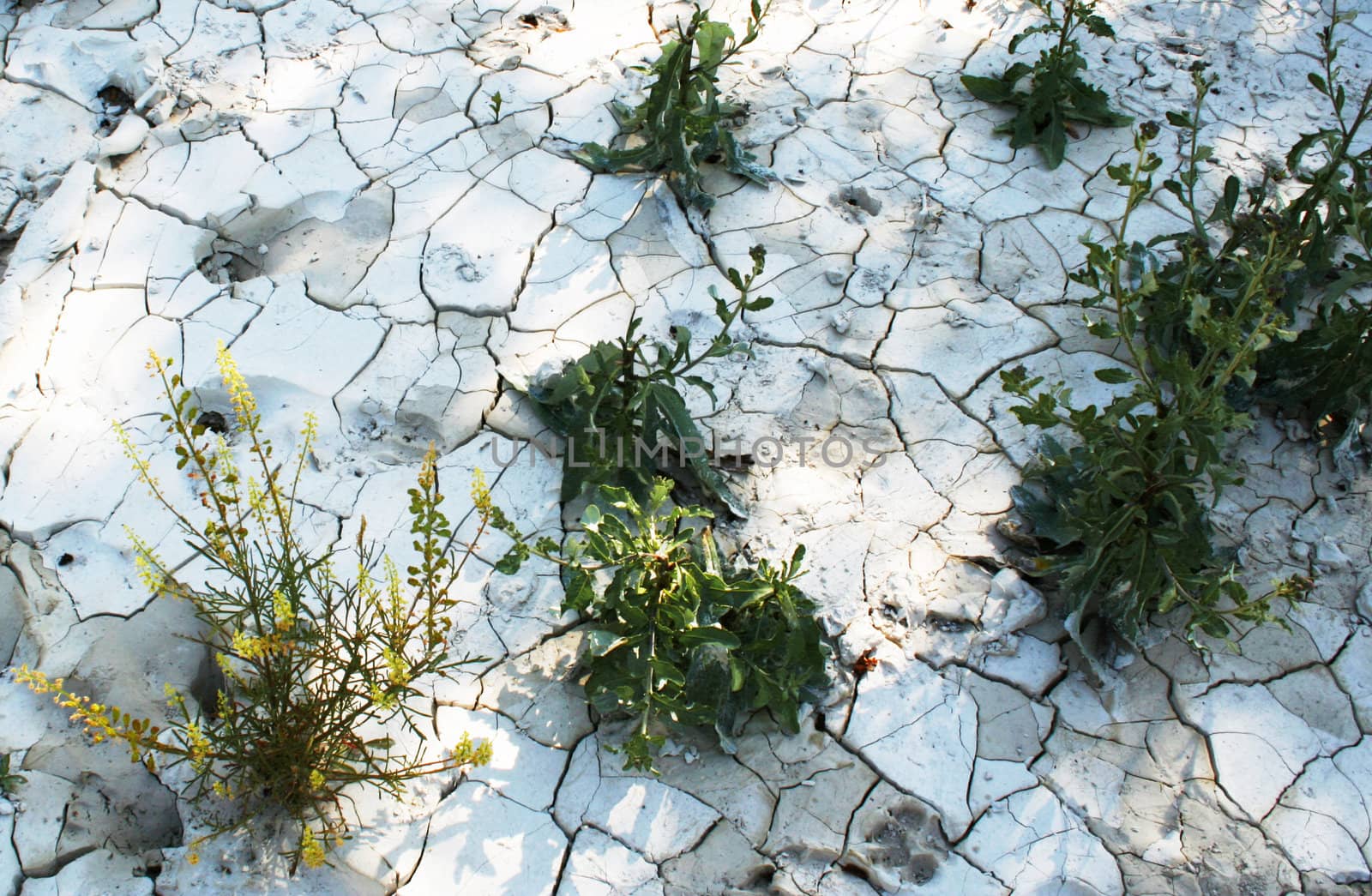 Flowers in grunge cement with fissures texture as ecocatastrophe background