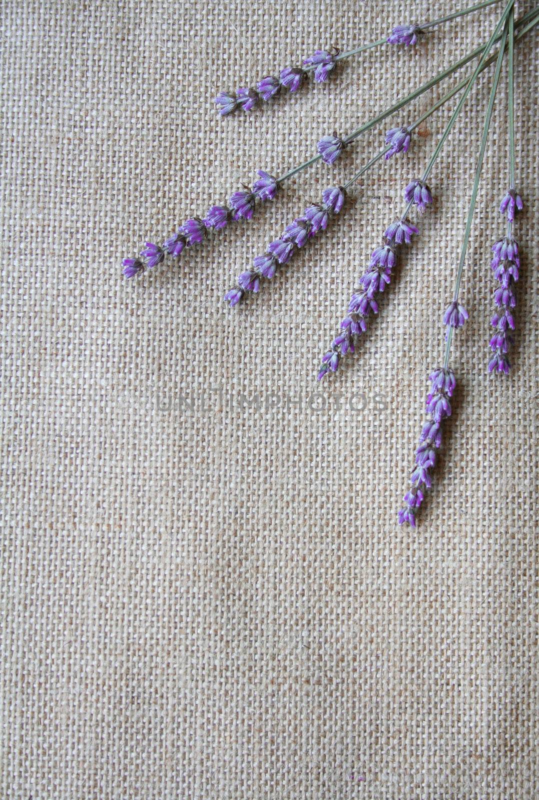 Bunch of lilac lavender flowers on sackcloth background 