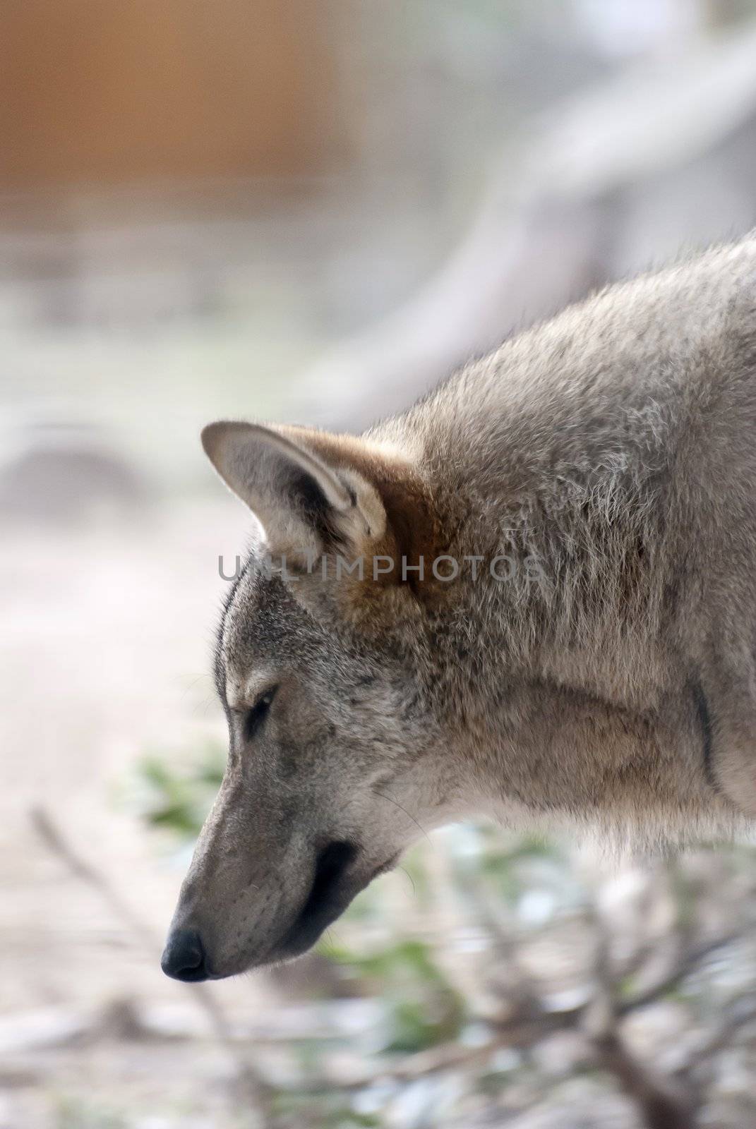 Side view of a wolf as it sniffs the air