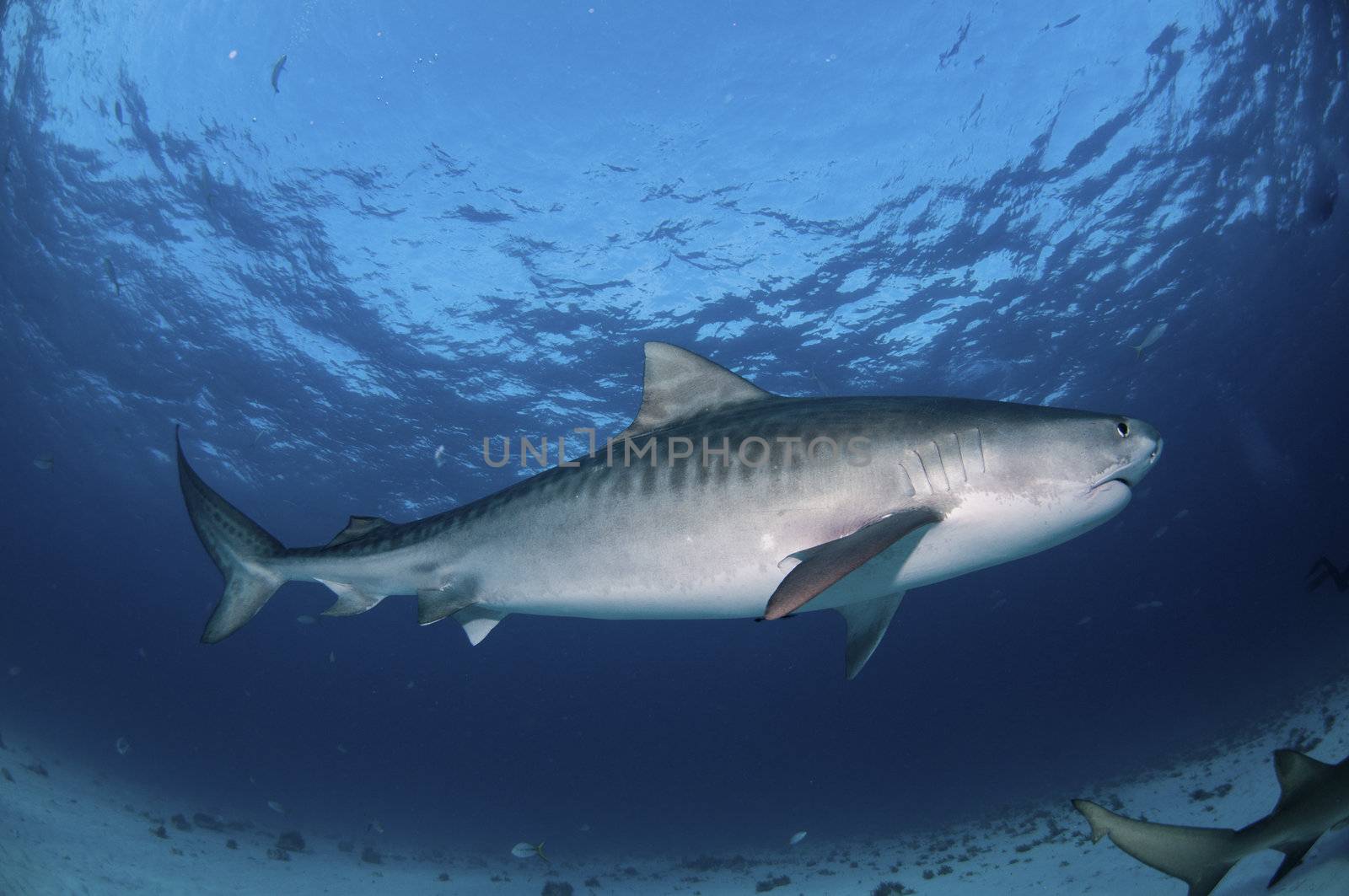 Side view of a Tiger shark swimming along the sea bed, Bahamas