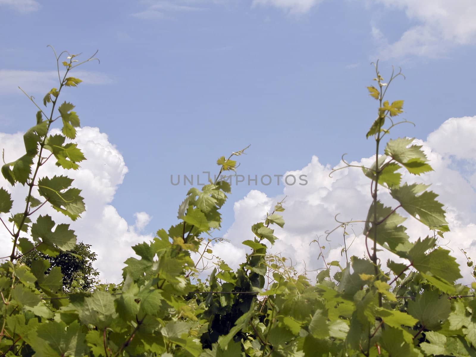 branches of grape on background sky(heaven) with cloud