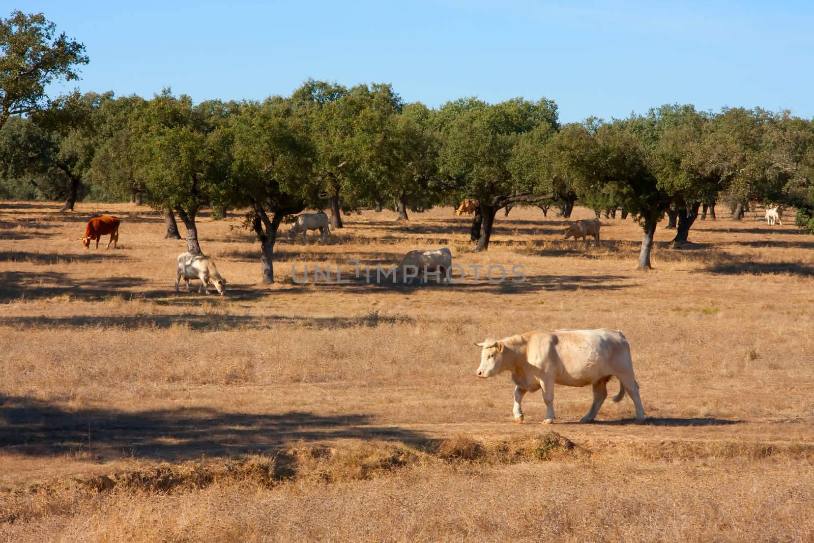 farm