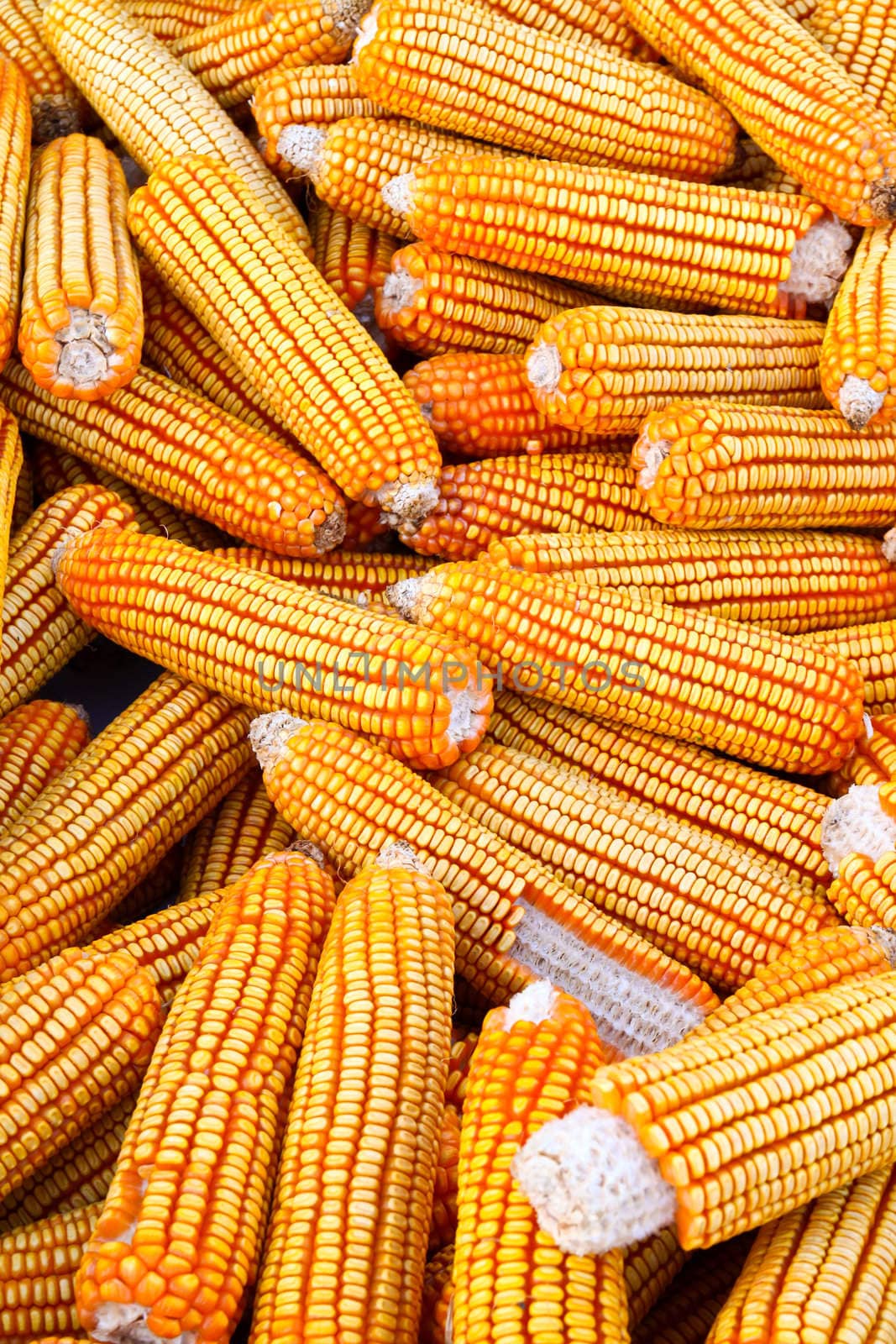 Dried corn background