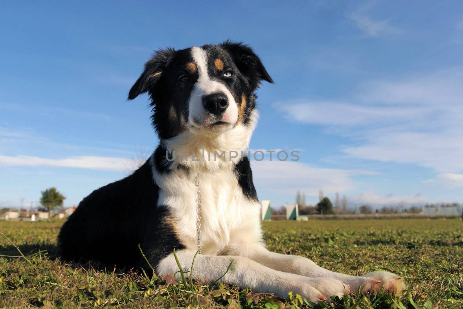 border collie by cynoclub