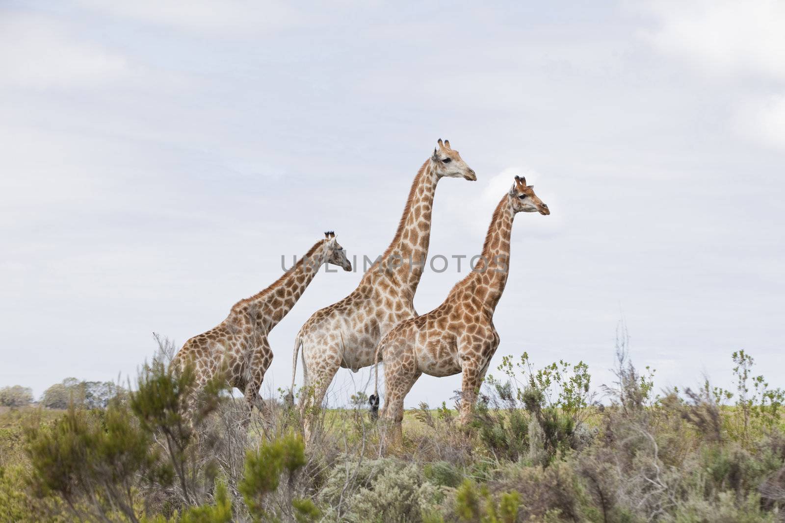 Giraffe friends by fiona_ayerst