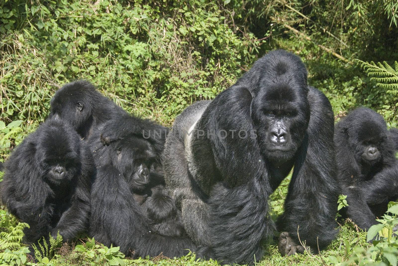 Group of gorillas eating, Rwanda