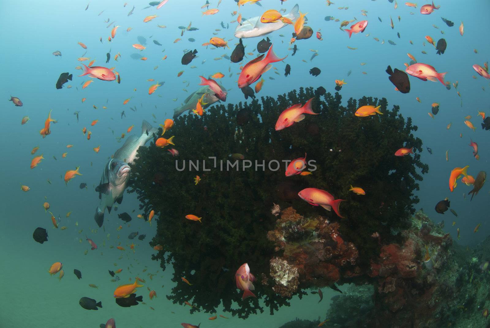 A colorful school of fish swimming around a sea plant, Sodwana Bay, South Africa