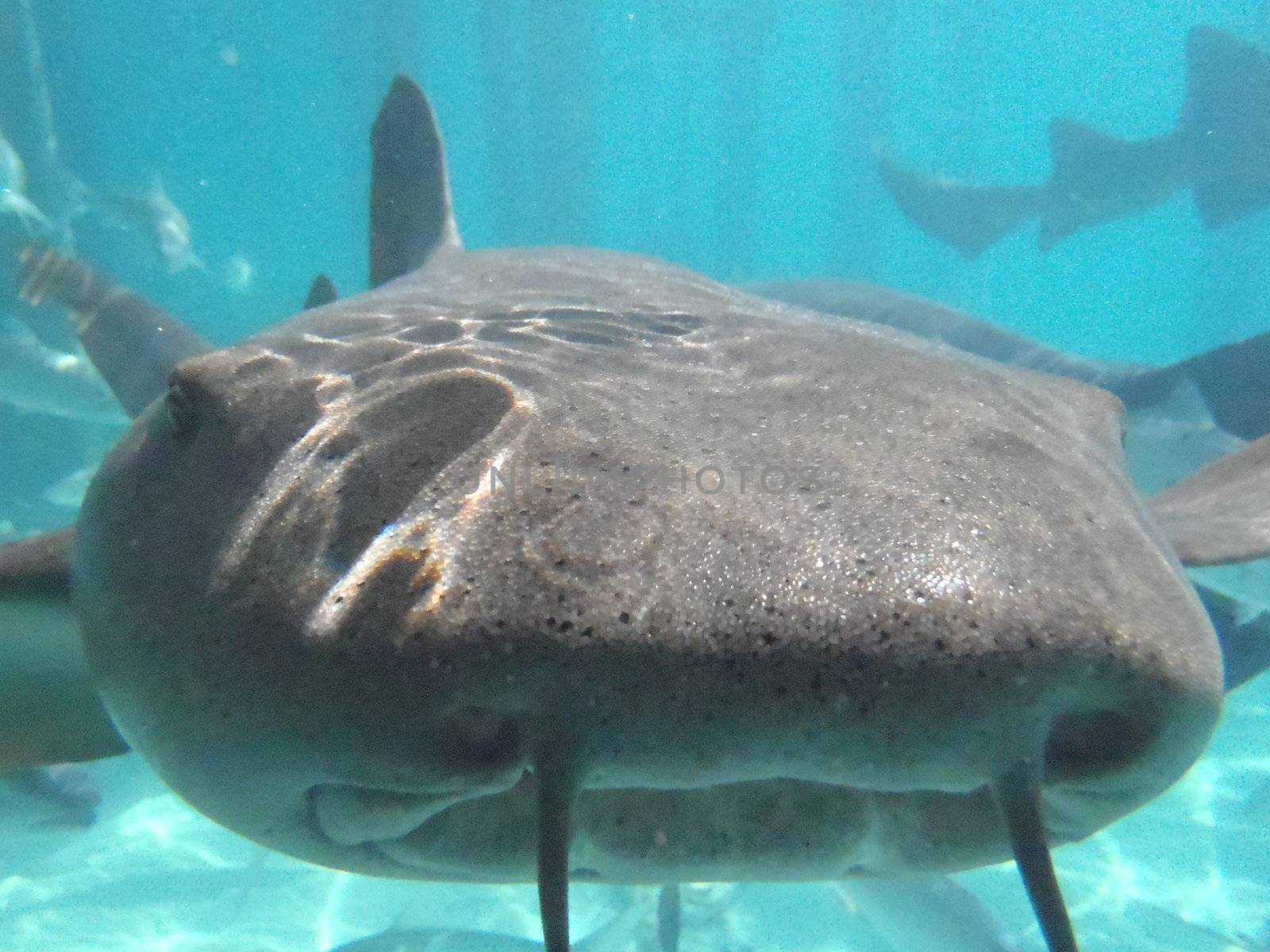 Nurse shark face