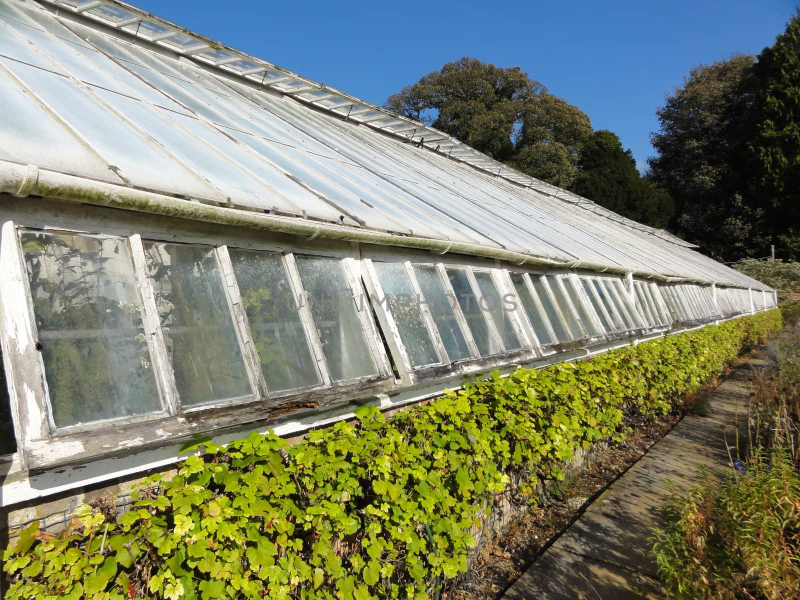 Perspective photo of a greenhouse
