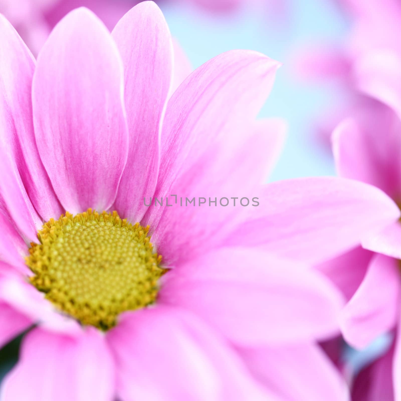 pink chrysanthemum macro close up