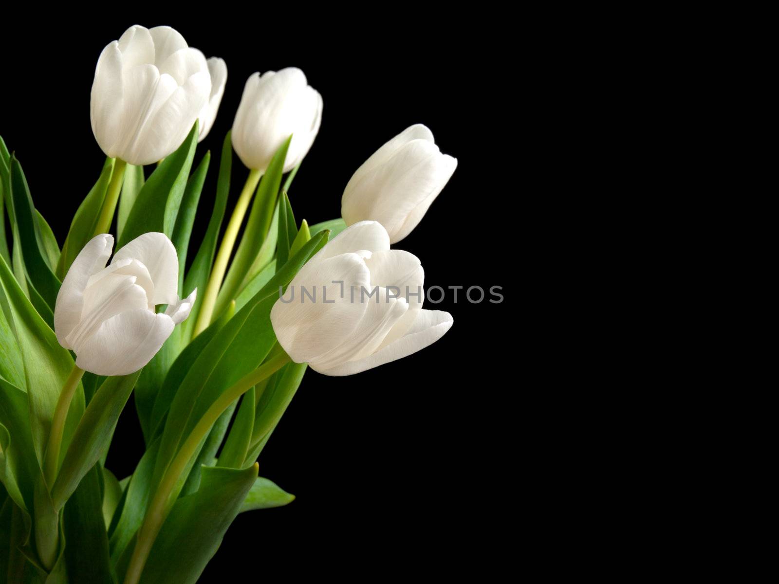 white tulips on black background  by motorolka