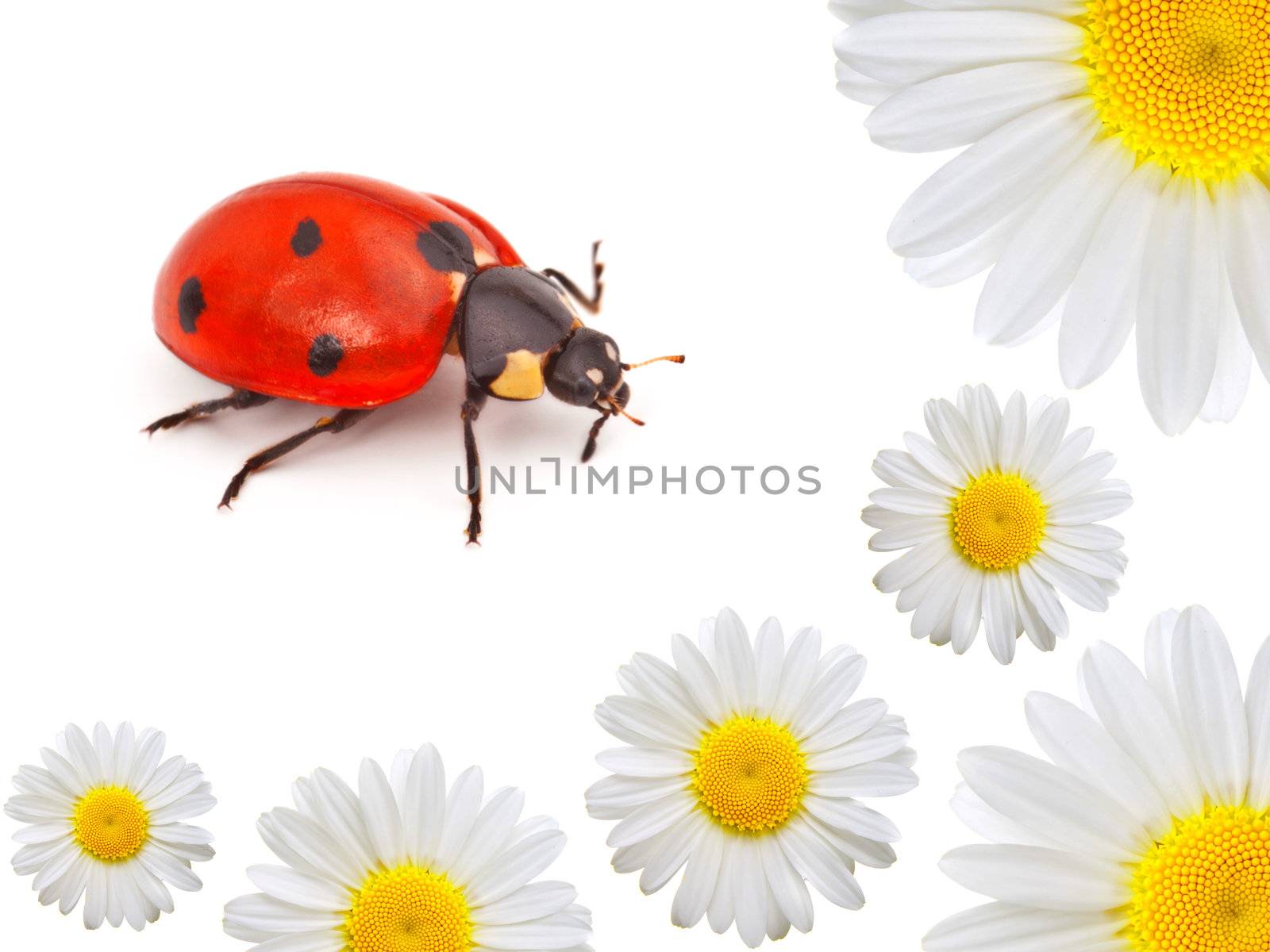 ladybug with camomile by motorolka