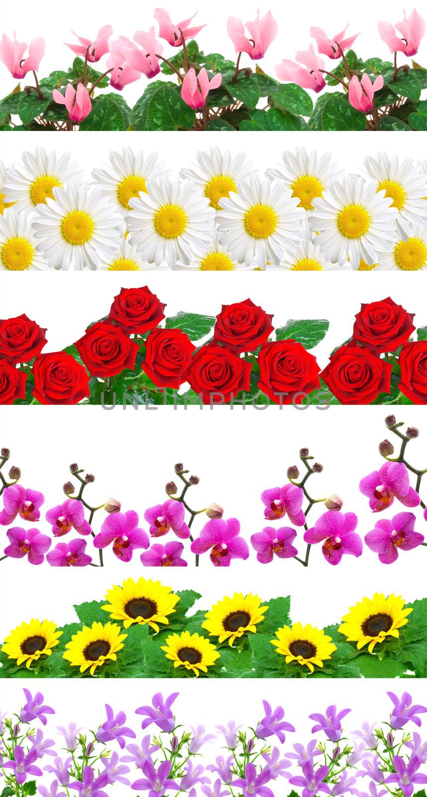set of flowers background