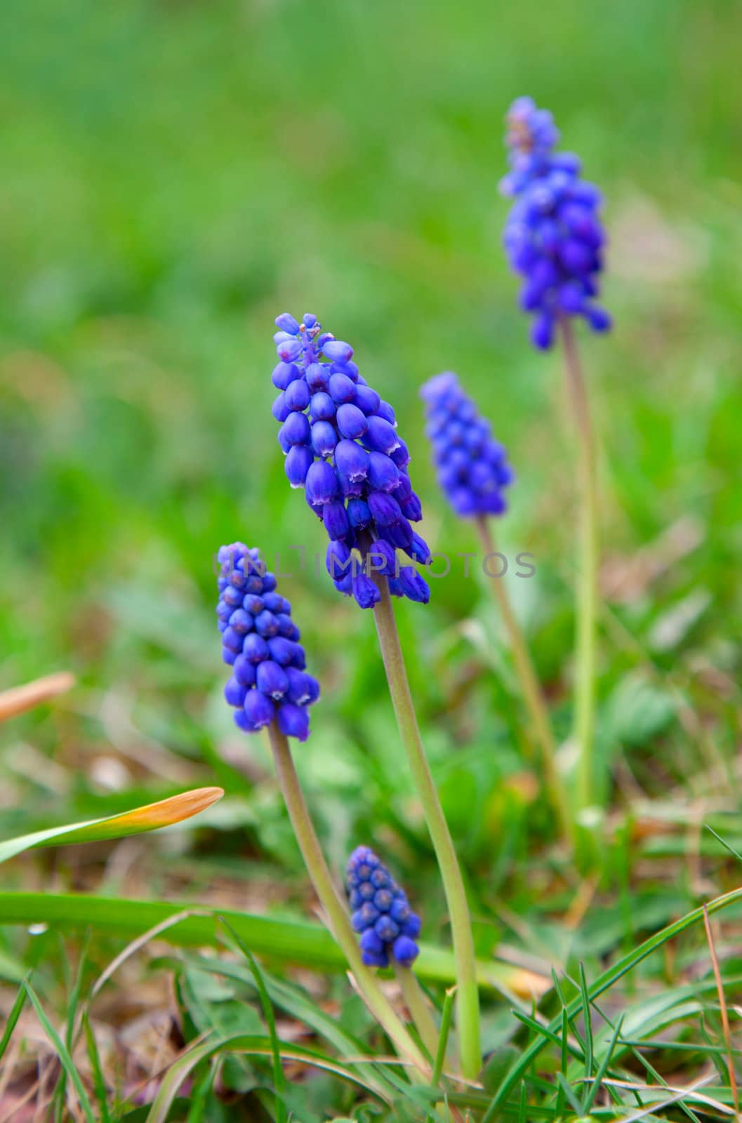 Bluebells flower (Grape Hyacinth, Muscari armeniacum) 