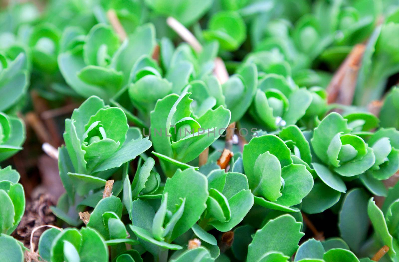 plant, nature background