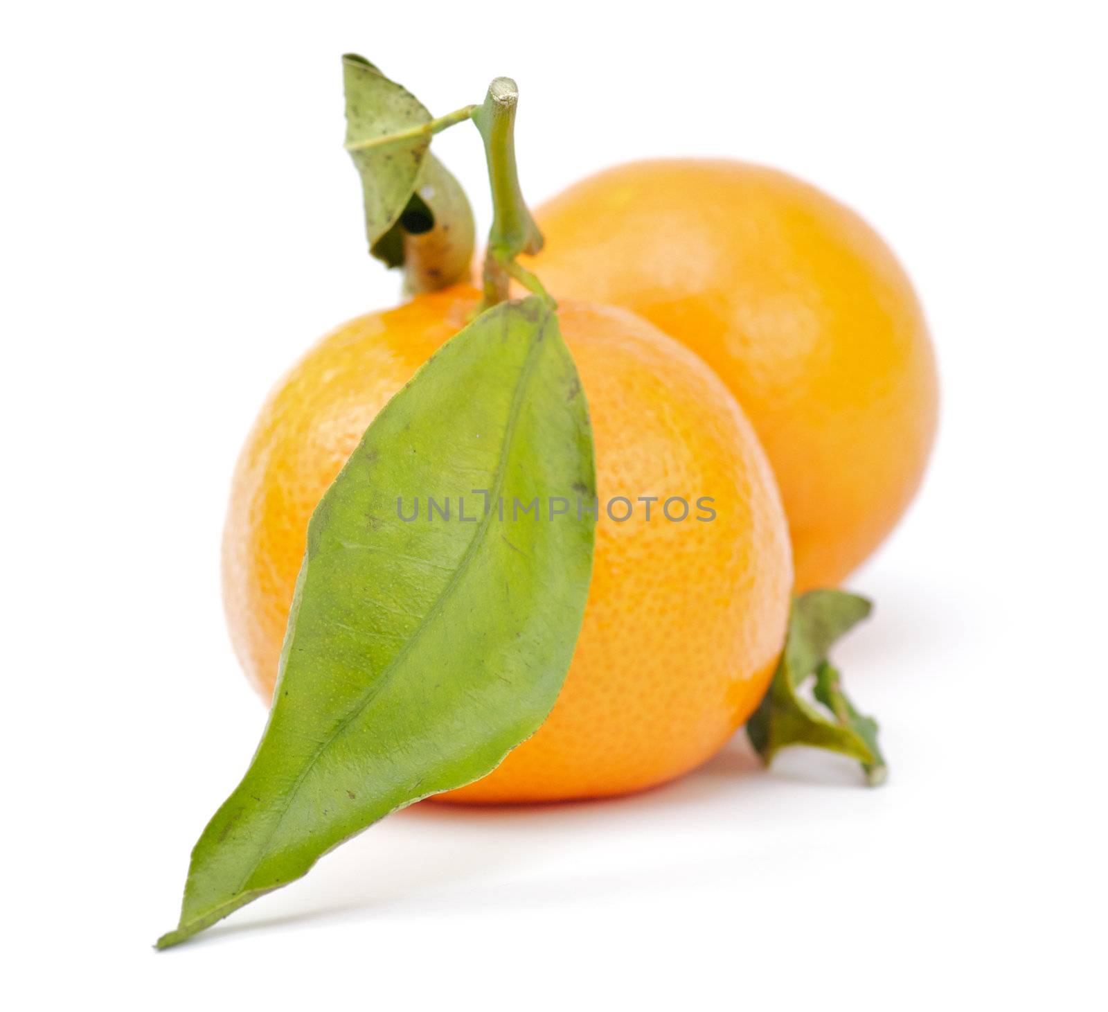 Two tangerines with green leaves on white background