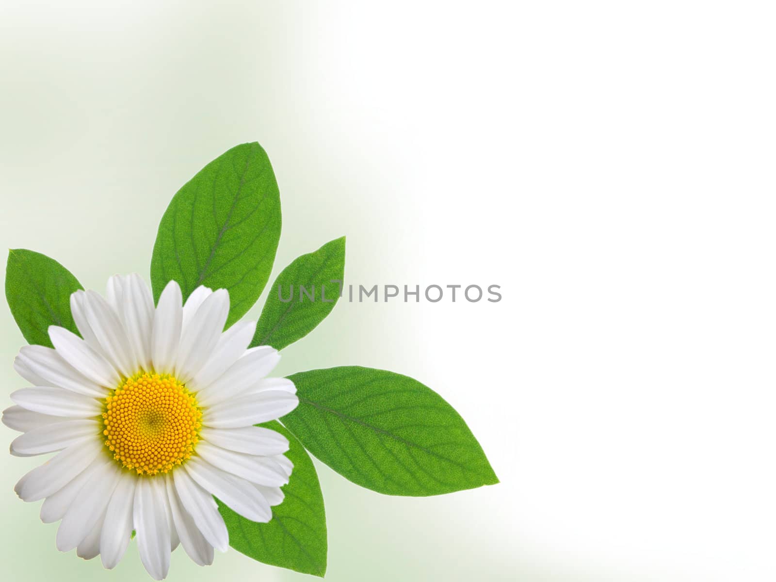 camomile isolated on white background with with room for text  by motorolka