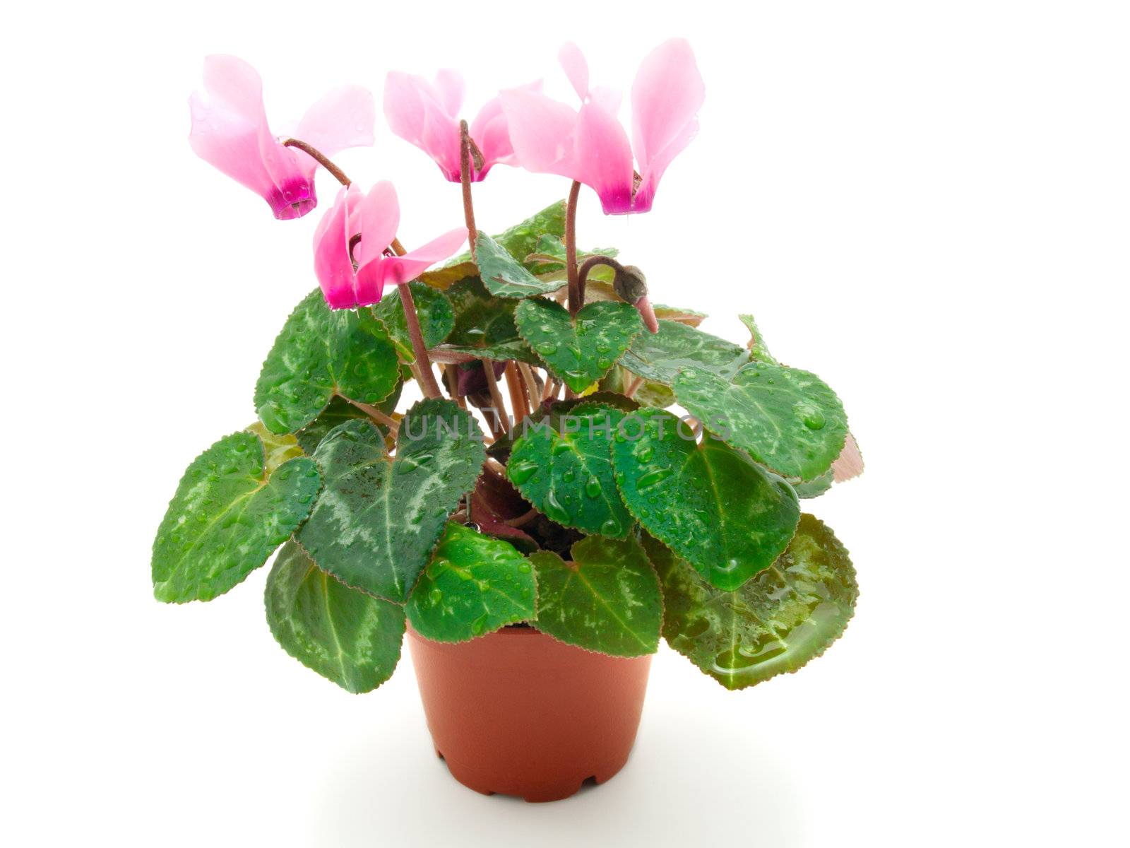 Pink cyclamen in pot, isolated on a white background 