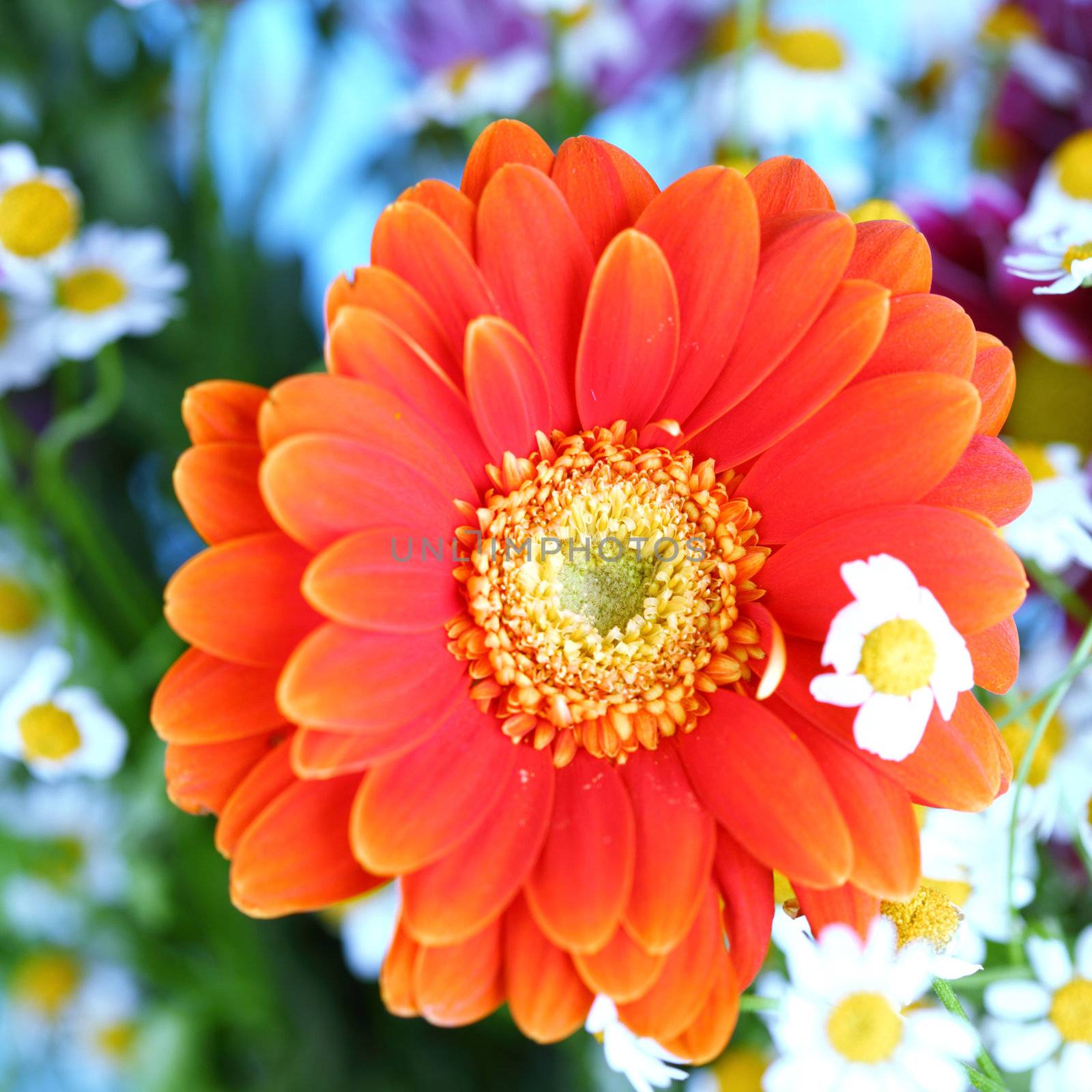 colourful summer flowers close up