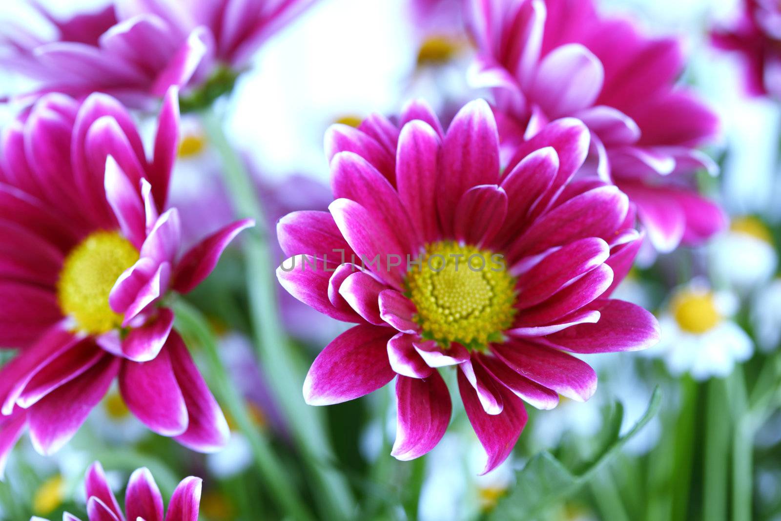 colourful summer flowers close up