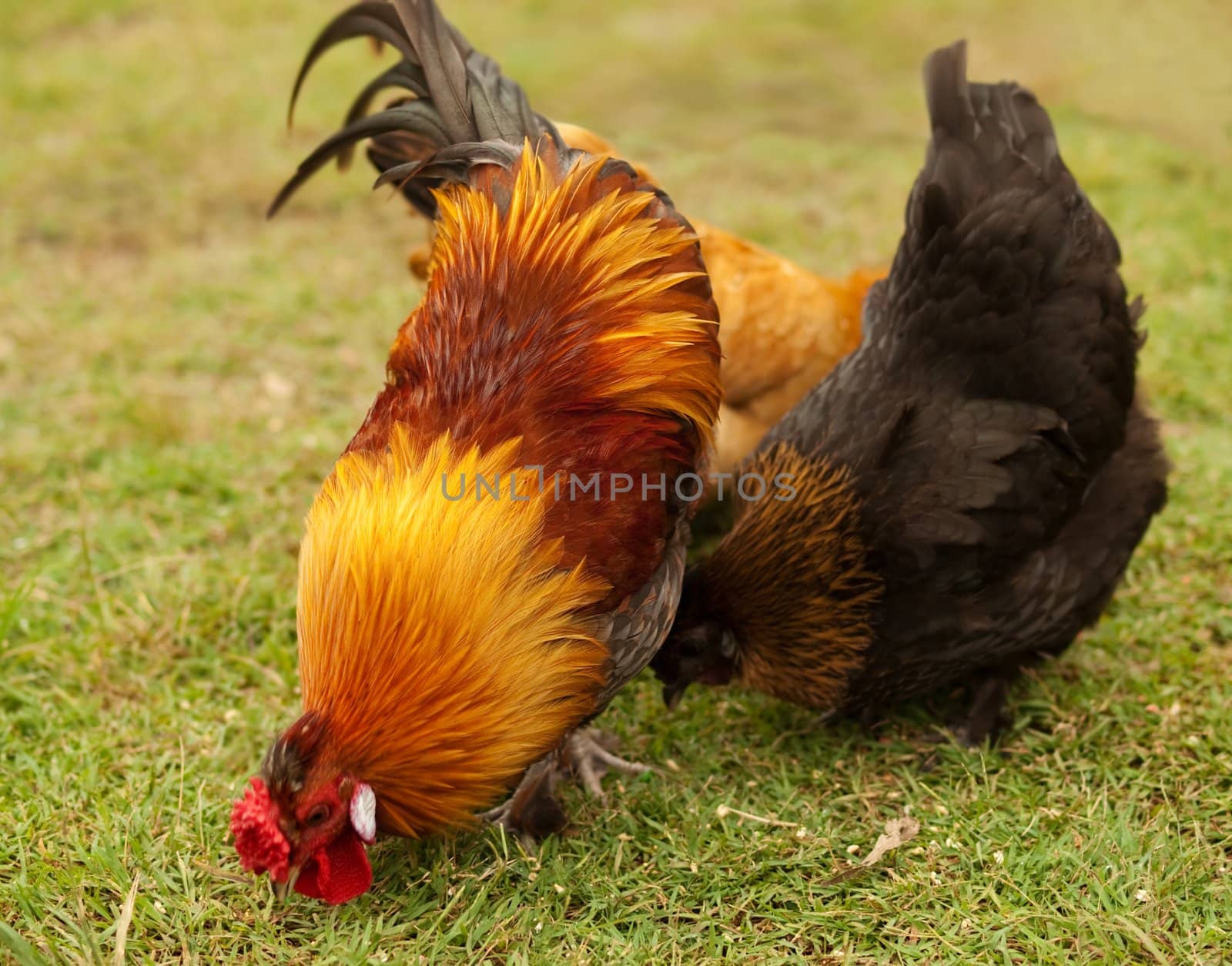 three free range feeding bantam fowls forage in green grass