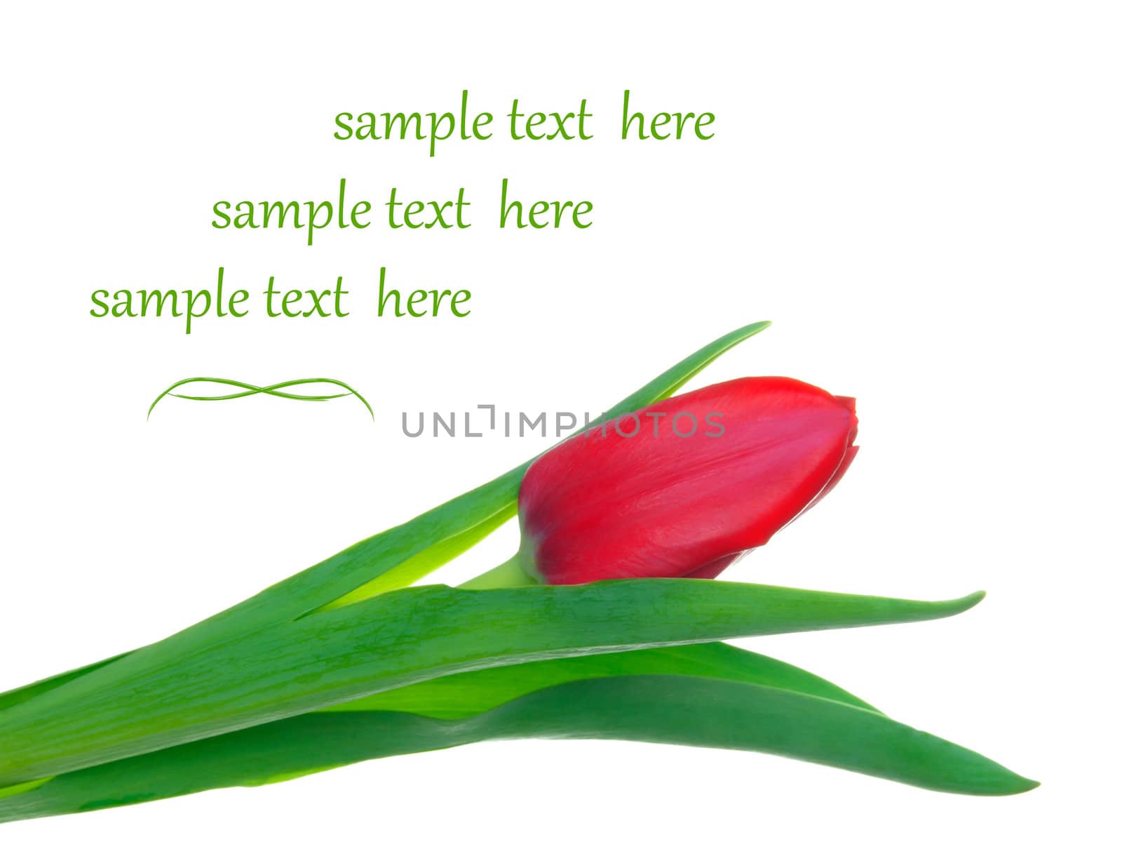 One tulip on isolated background, with room for text 