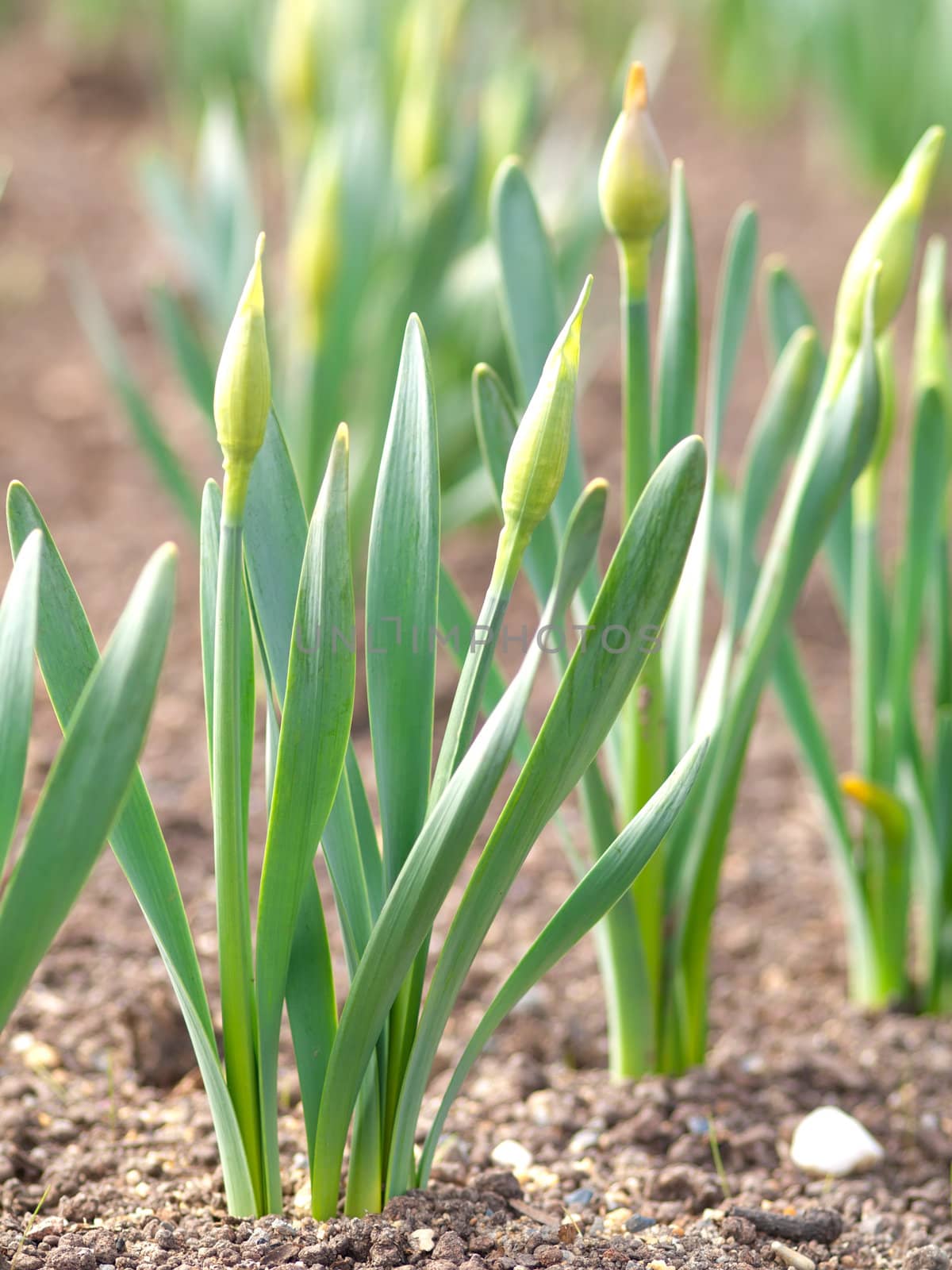 Macro shot of earliest braird narcissus  in springtime by motorolka