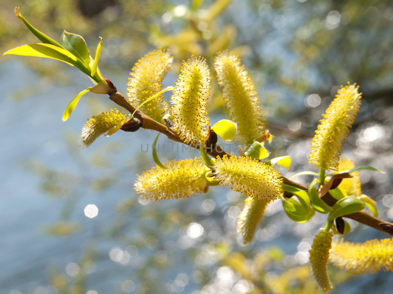 pussy willow,  spring branches on river background by motorolka