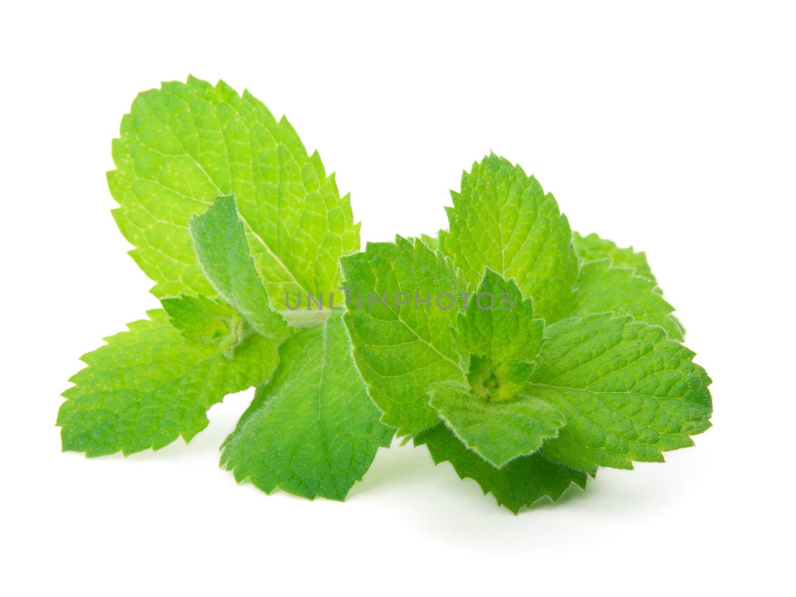 Mint isolated on white 