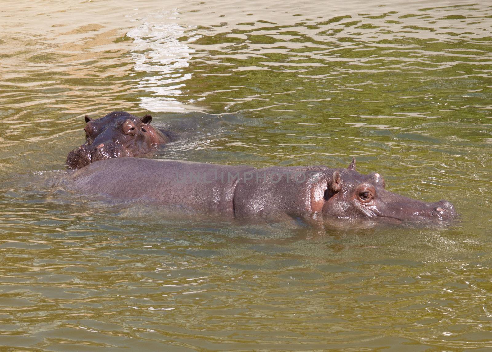 hippo by aguirre_mar