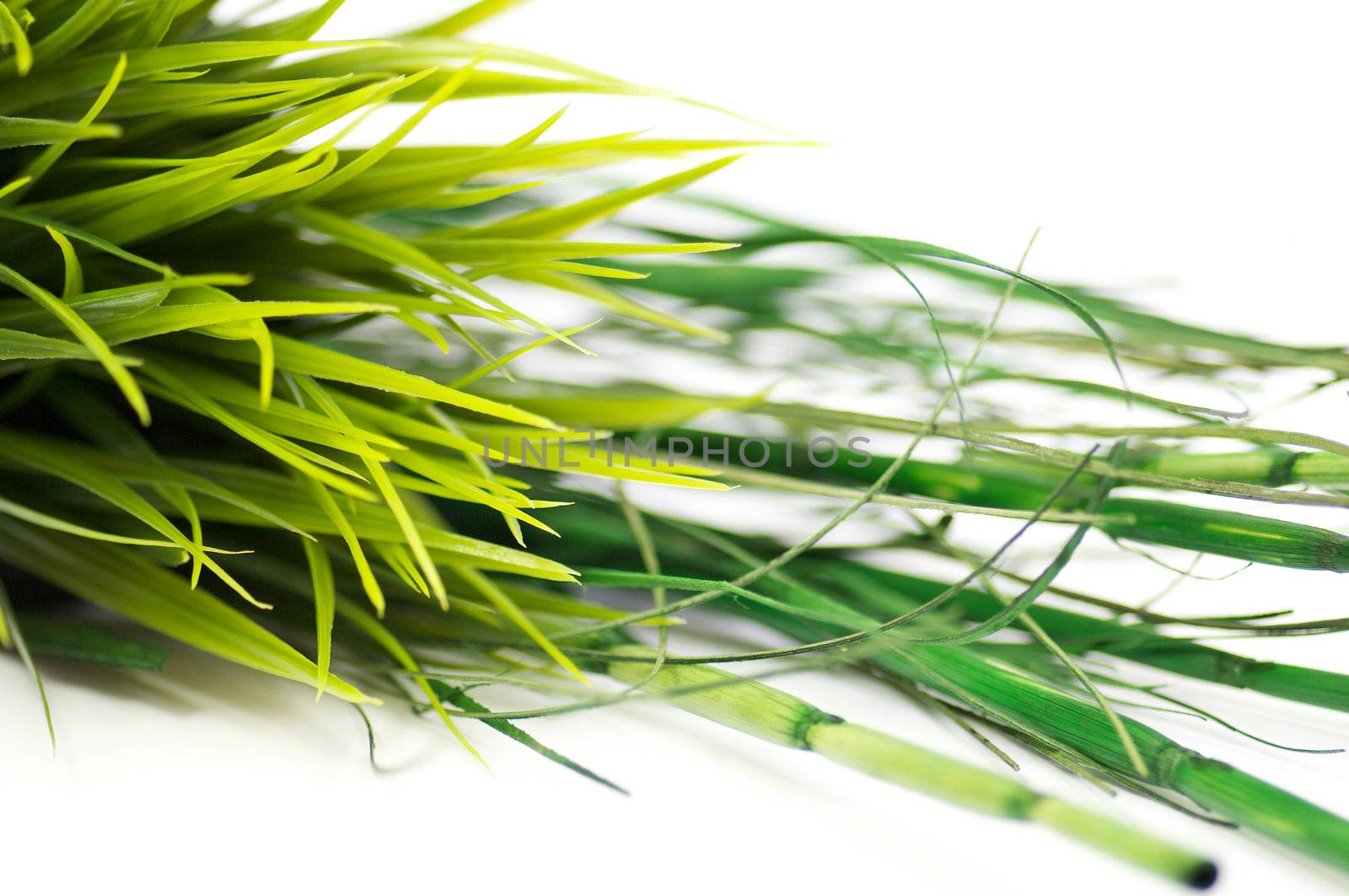 Green Grass and bamboo on white background