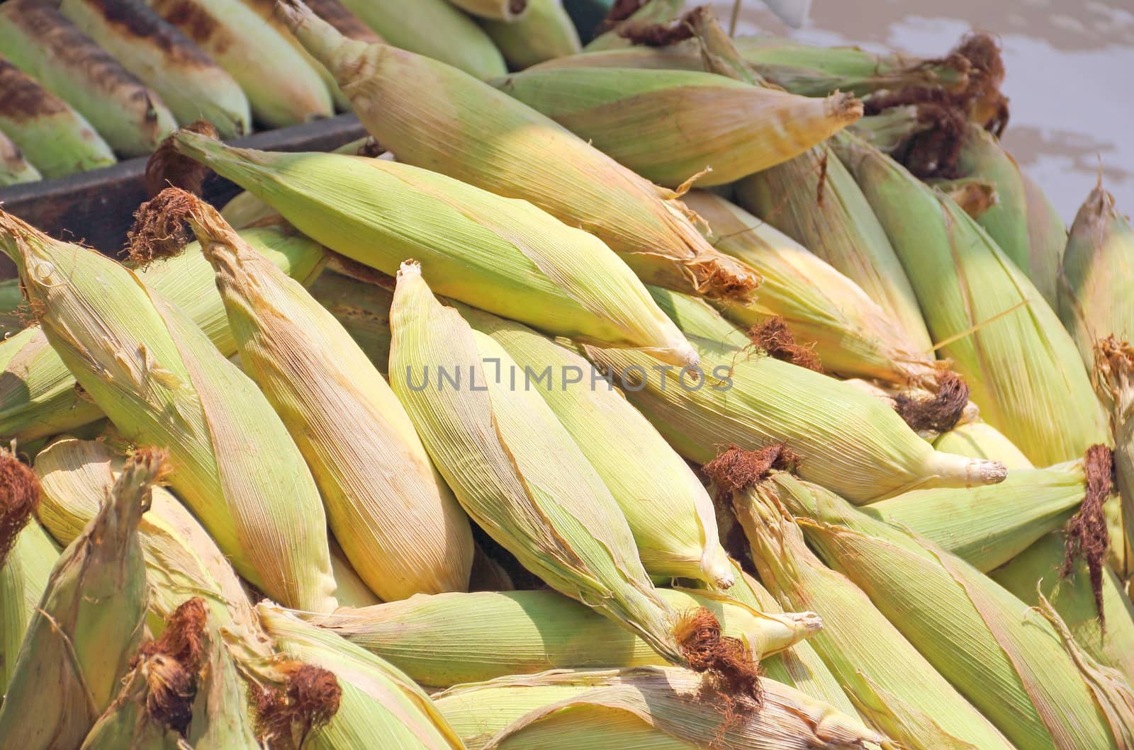 Group of fresh corn for sell in the market