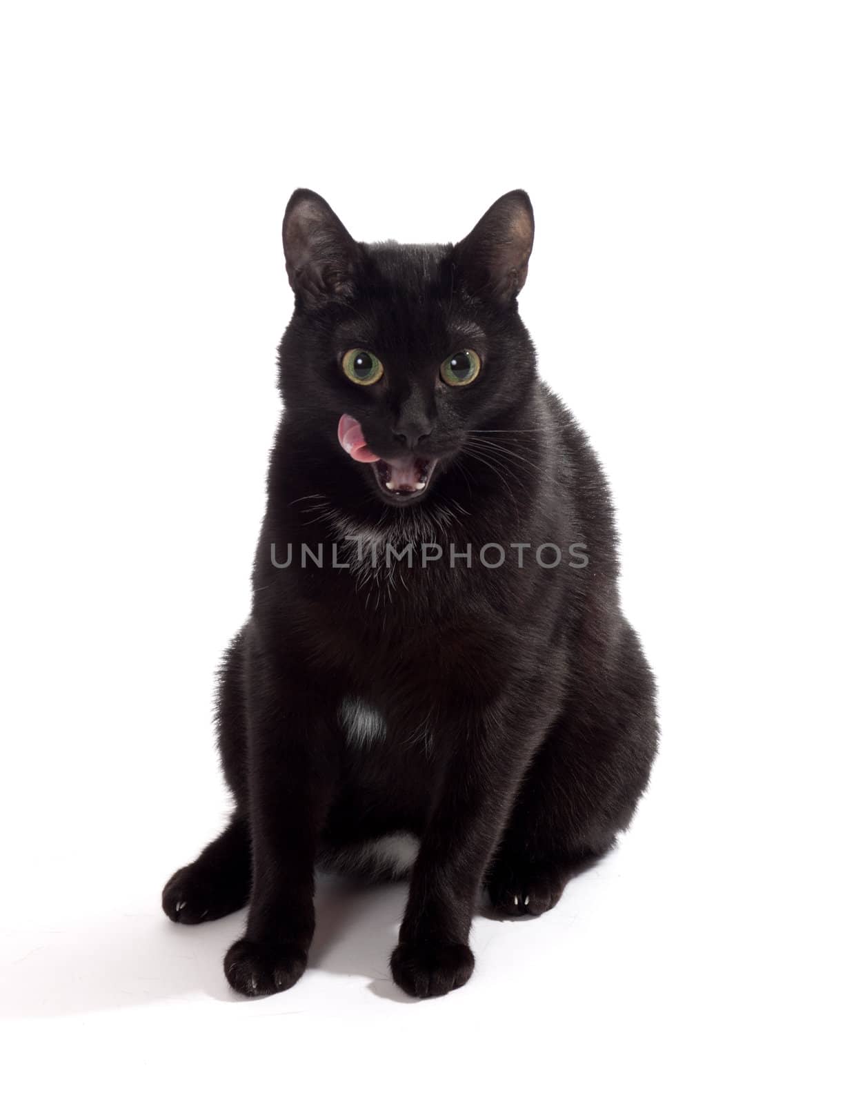black cat portrait, isolated on the white