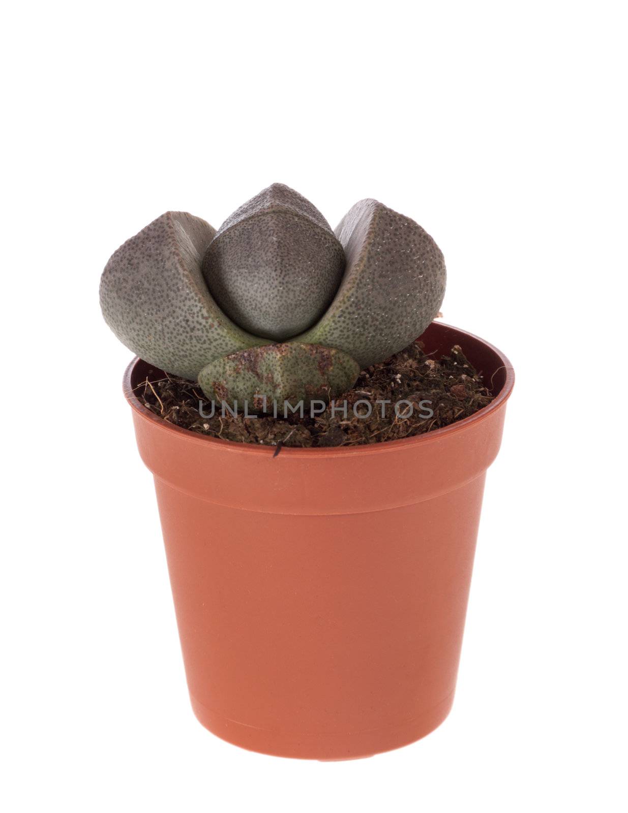 Lithops - Green dotted thornless cactus, isolated on white