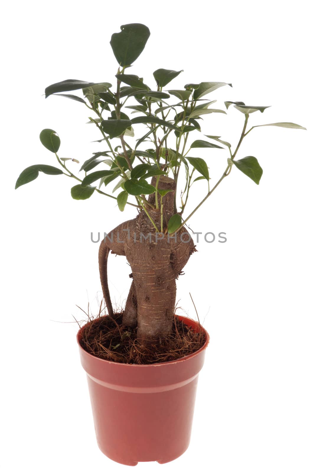 Bonsai Ficus Tree isolated on the white