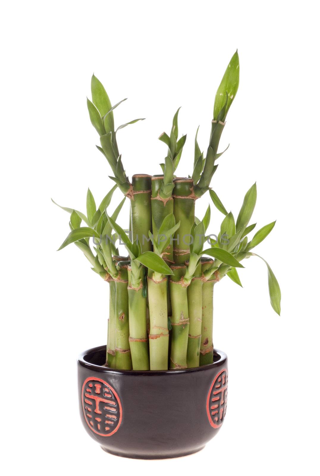 Lucky bamboo (Dracaena sanderiana) in a porcelain pot, isolated on white