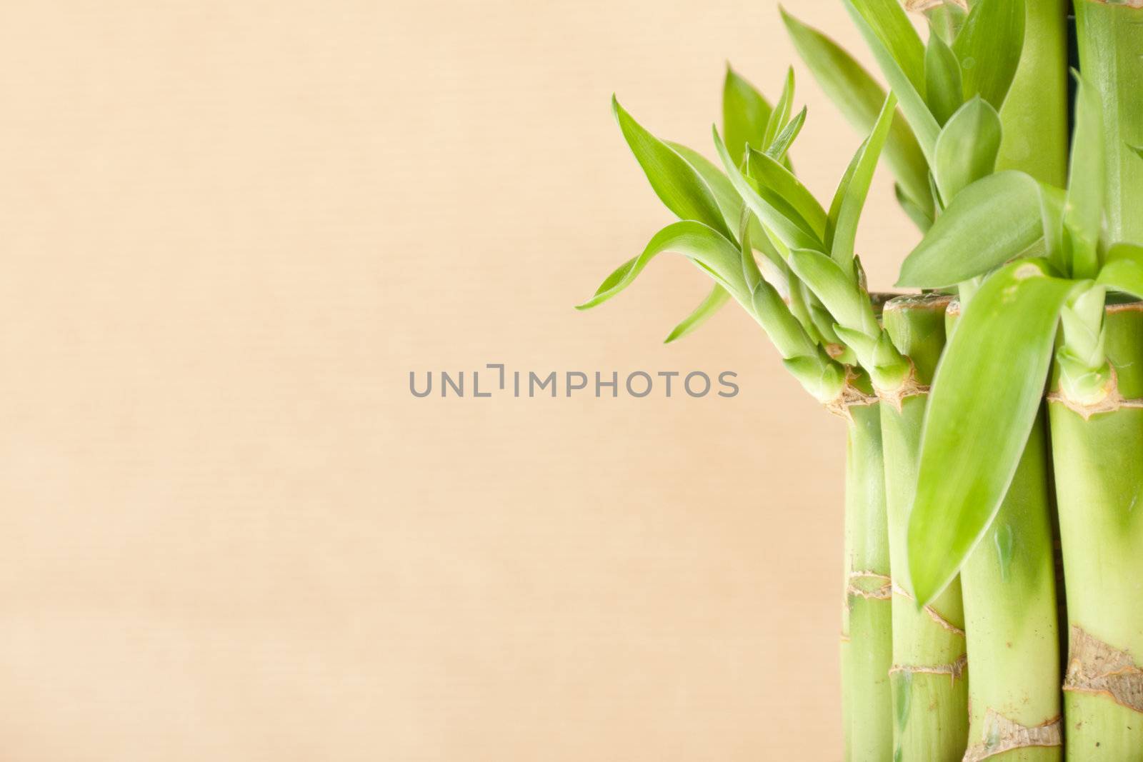 Lucky Bamboo Plant on a brown background