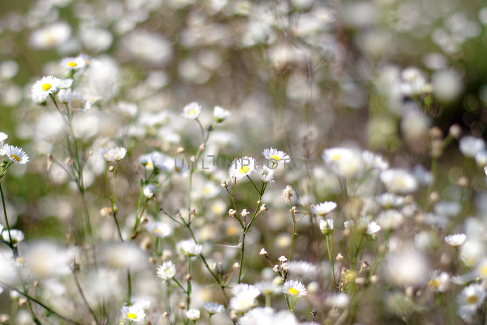 Chamomile not sharp against the background of daisies