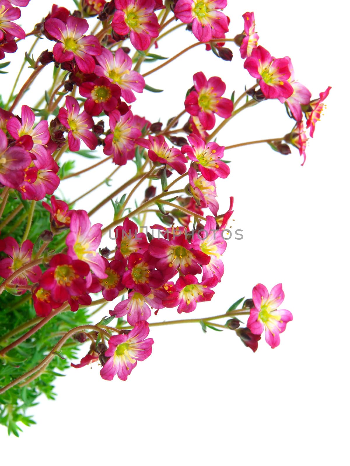 Flowers on isolated background, with room for text  by motorolka