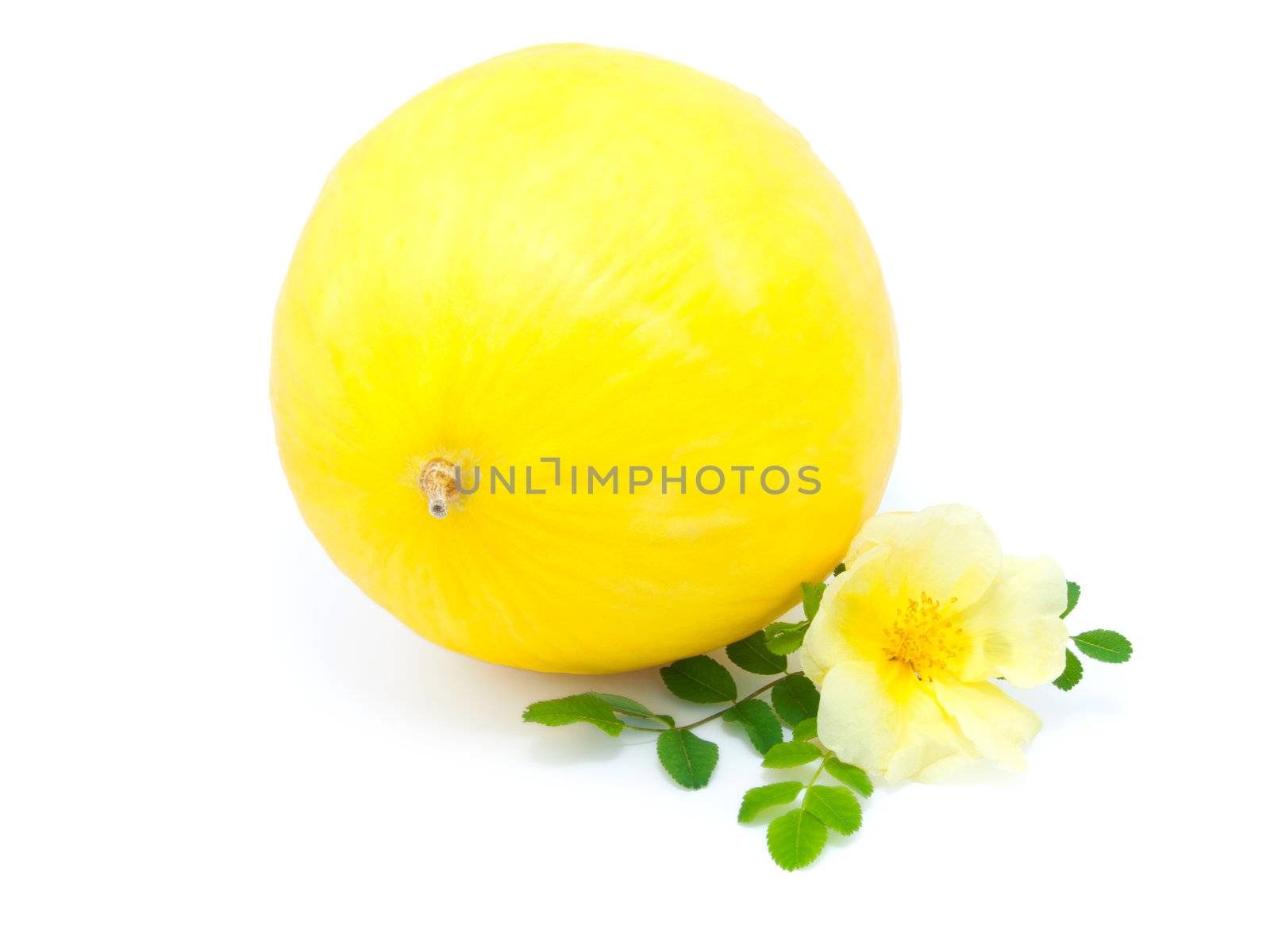 Yellow melon with flower isolated on white background  by motorolka