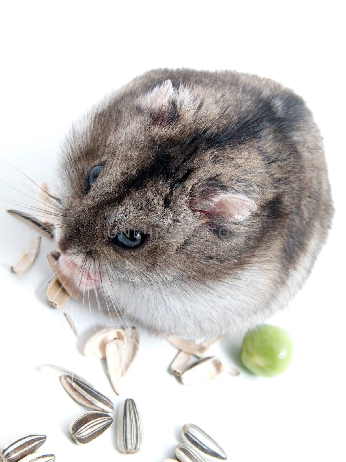 Dwarf hamster clicks sunflower seeds on white background  by motorolka