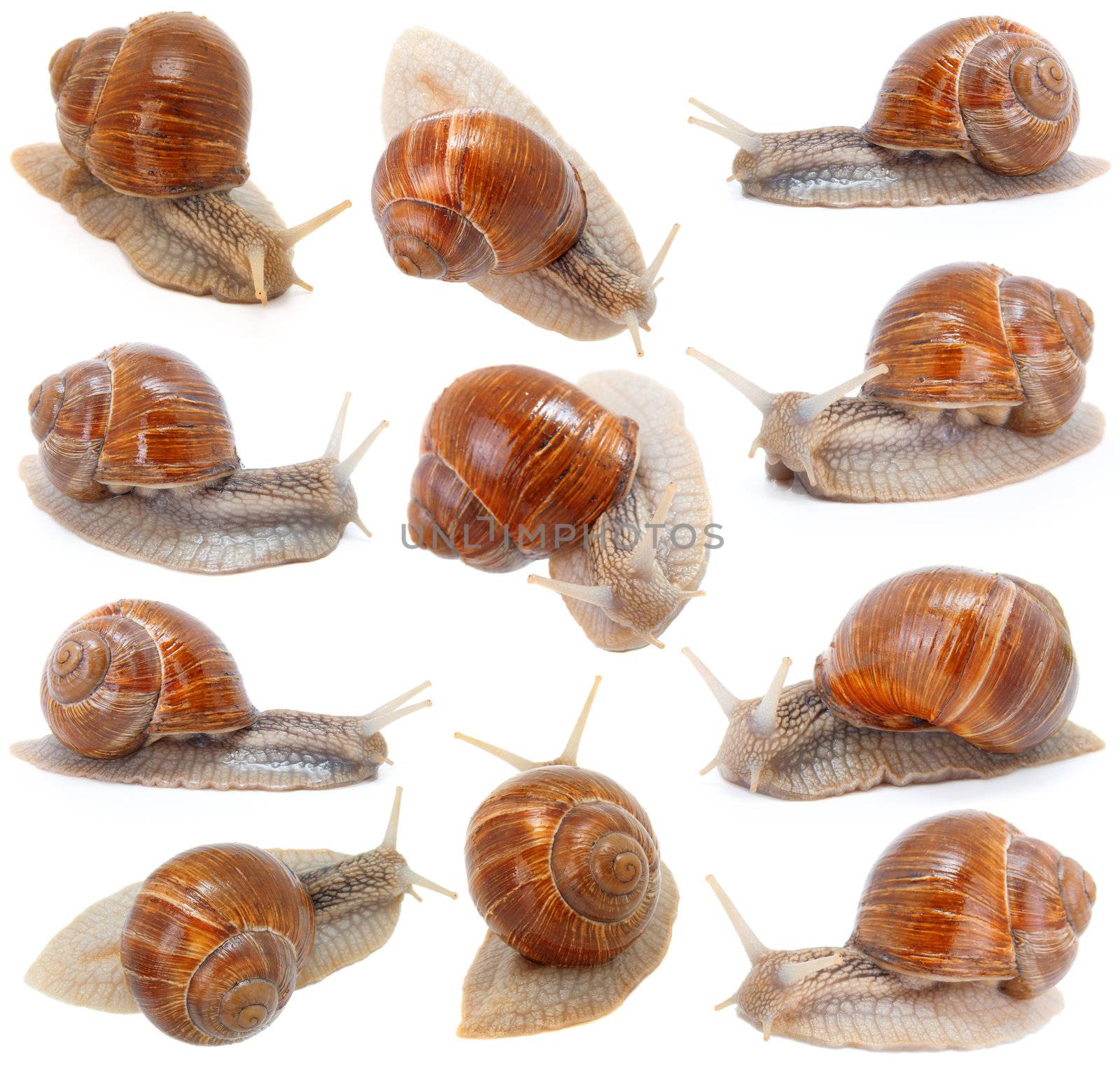 set of the garden snail in front of white background  by motorolka
