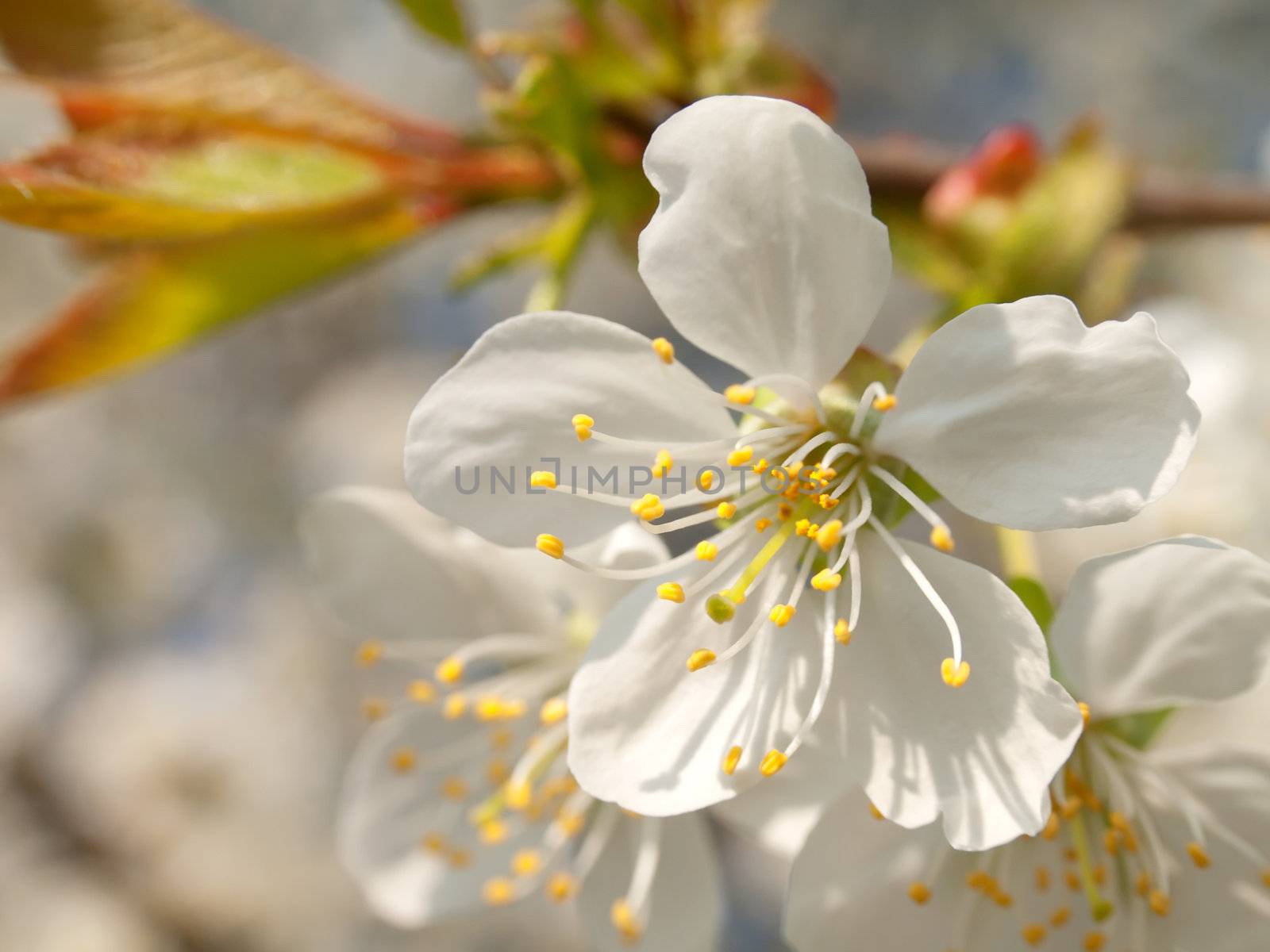 Branch blossoming apple-tree in the spring  by motorolka