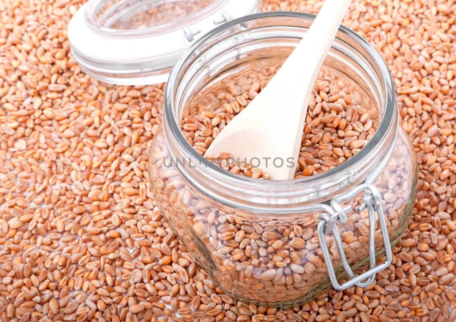 wheat grain  by motorolka