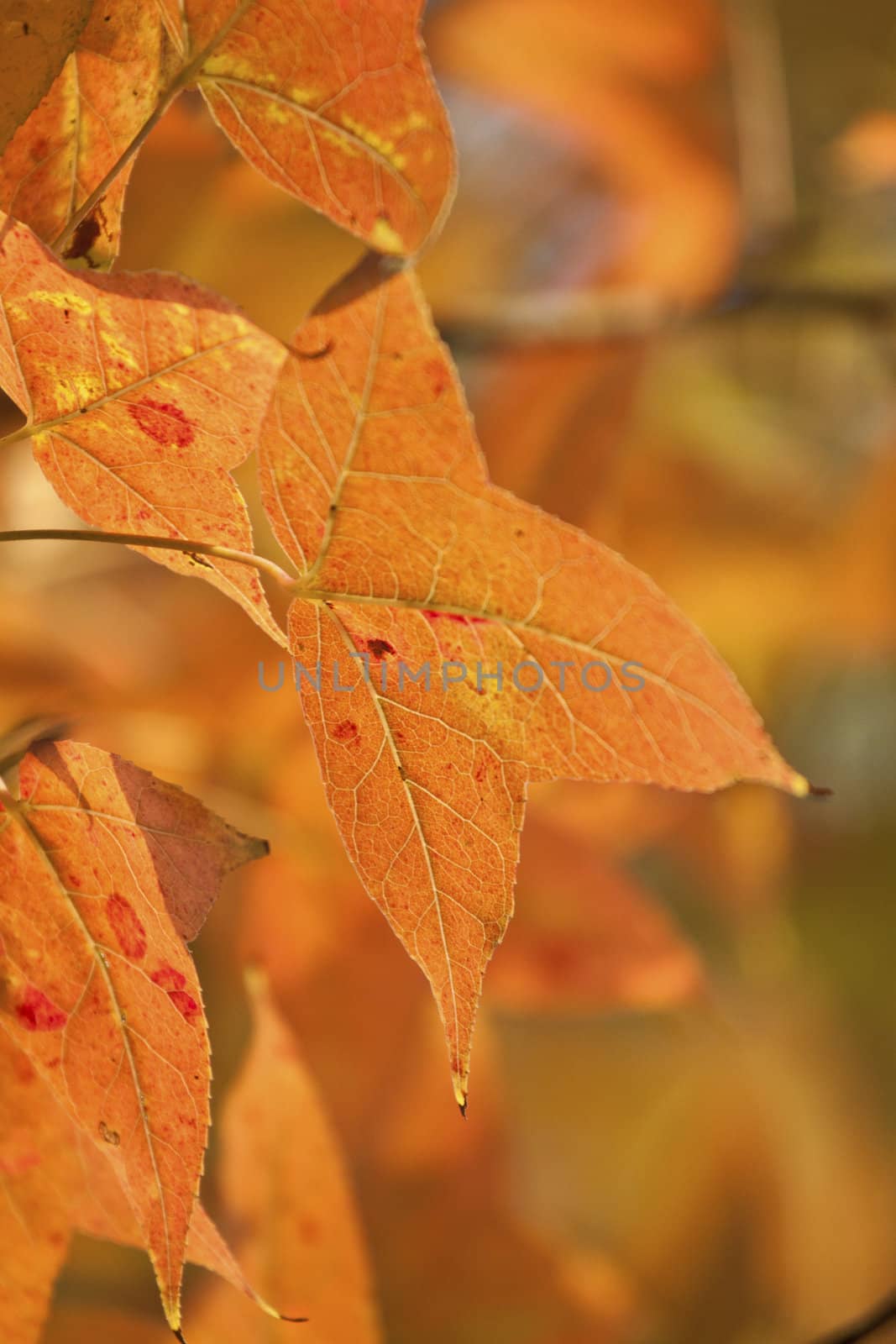 Red leaves forest background