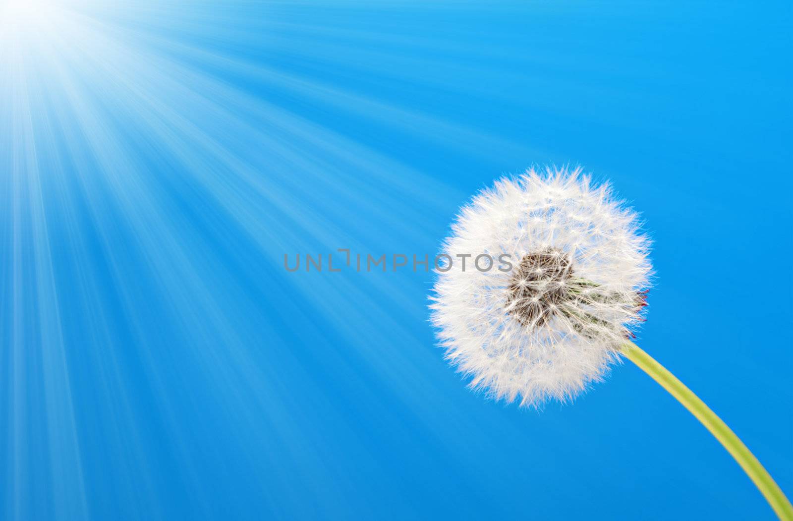 dandelion on blue with sunlight sky by motorolka