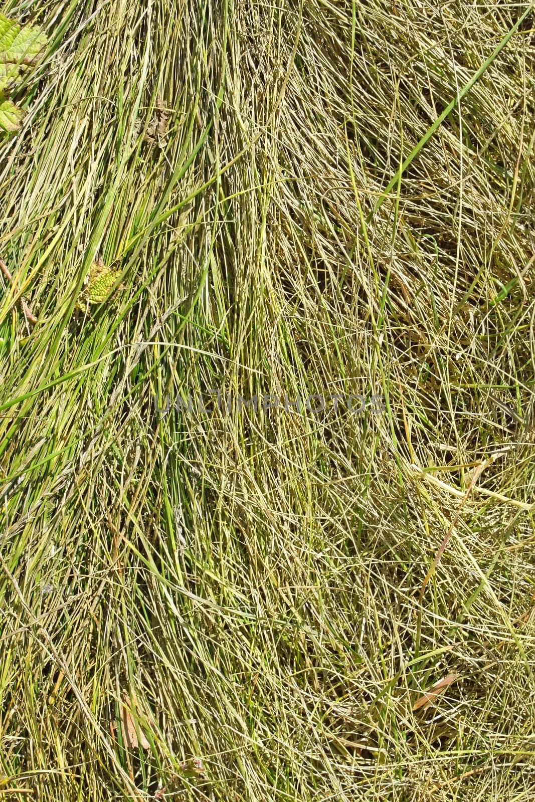 Herbal cereal texture. Fragment glade with a thin and long grass that flattened
