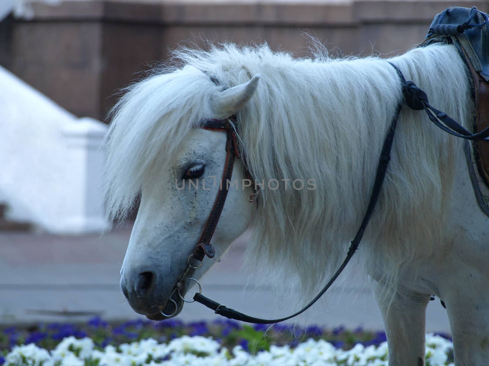 The head of sad white pony.