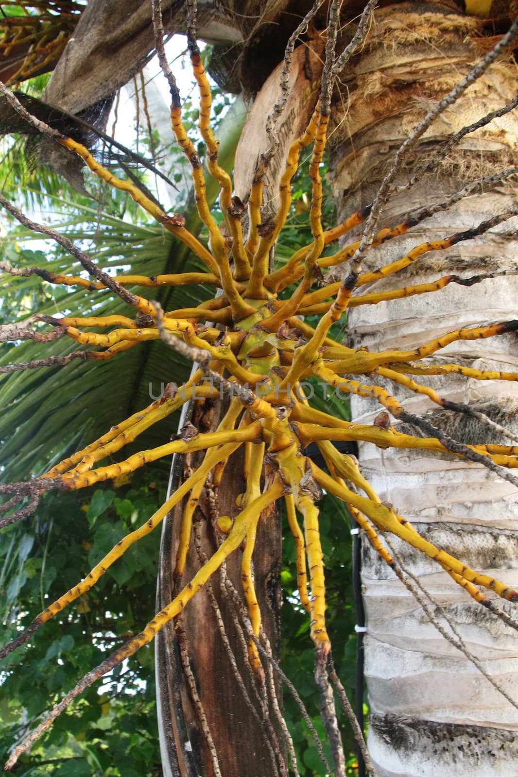 Empty peduncle of kimri palm after storm