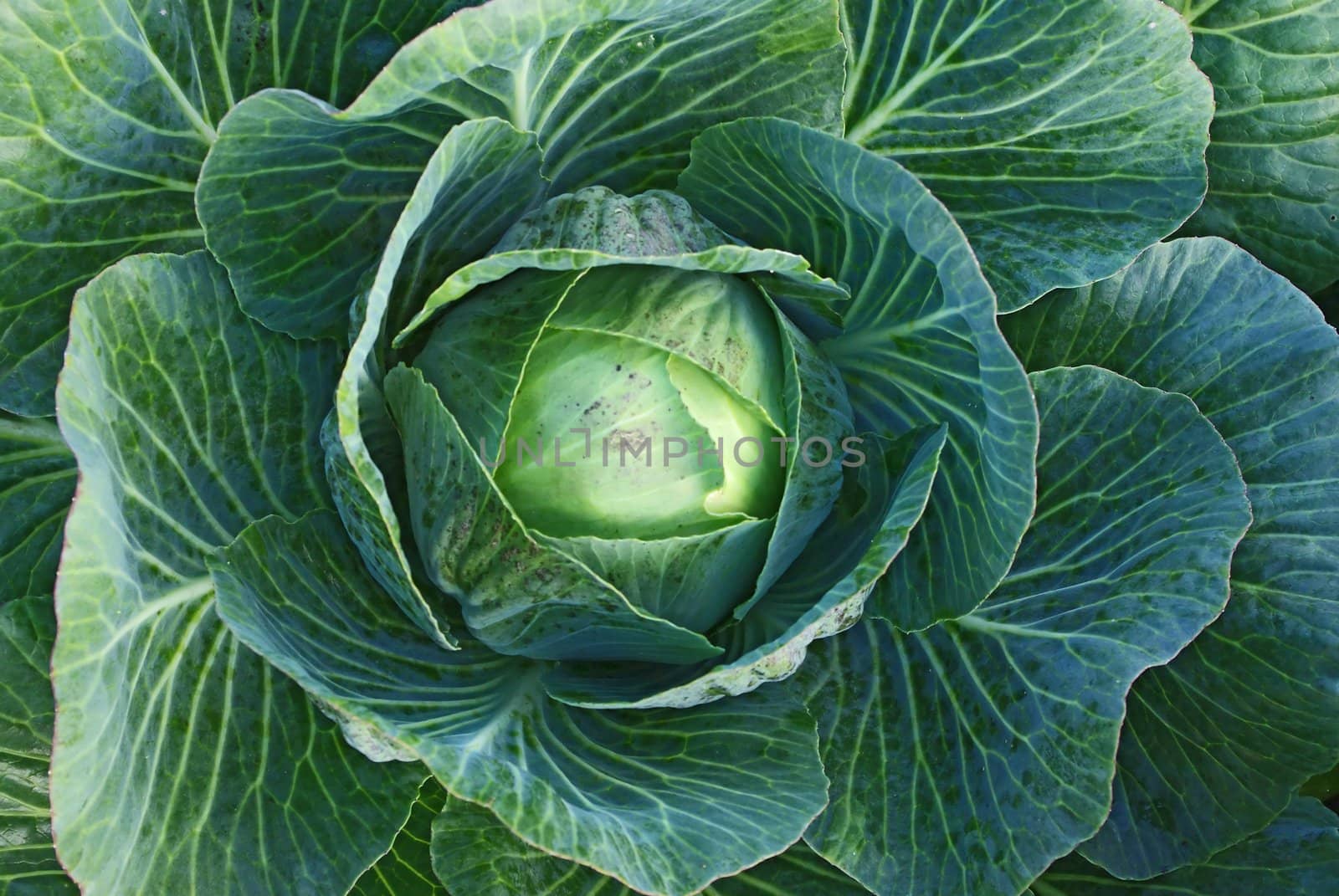 Cabbage by Vitamin